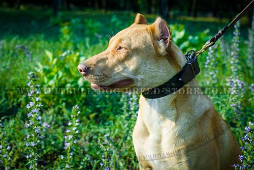 Studded Dog Collar