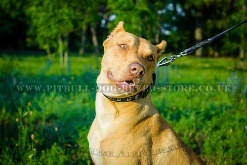 Brushing Pitbull Teeth