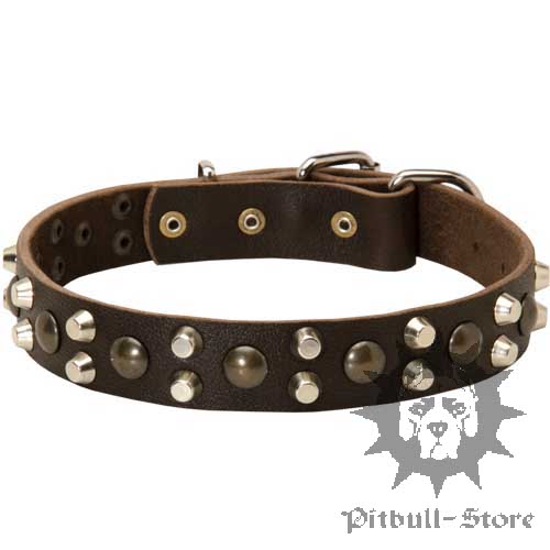 Great Bull Terrier Collar