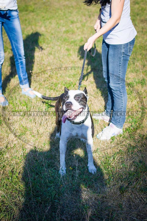 Pitbull Collar