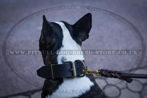 Stylish Dog Collar