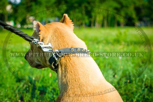 Cool Dog Collar