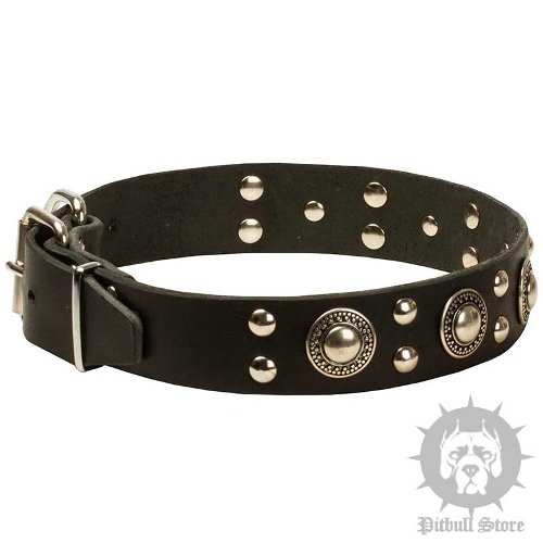 Trendy Dog Collar UK