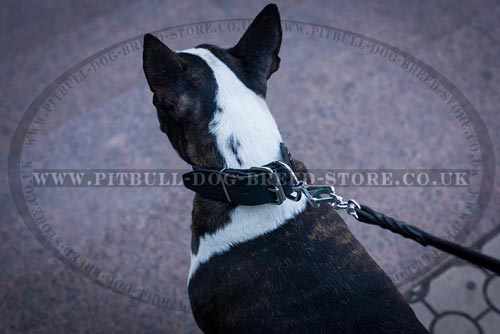 Unusual Dog Collar