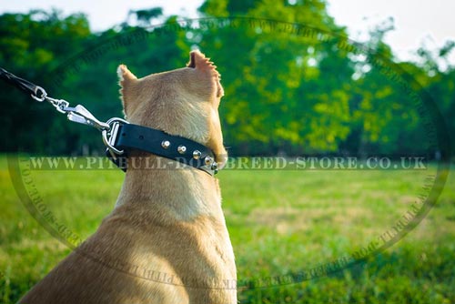 Walking Dog Collar