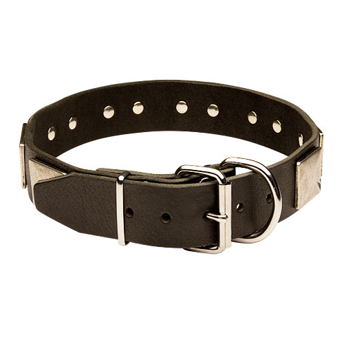 Wide Dog Collar