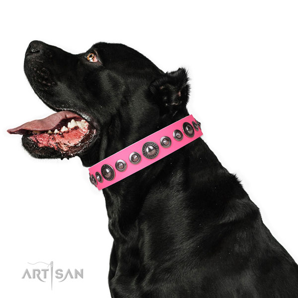 Best Dog Collar Pitbull