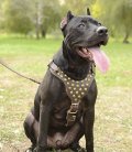 Dog Harness for a Pitbull