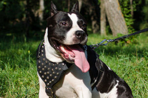 Dog Harness for a Staffy UK