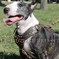 Designer Dog Harness of Gladiator Style for Bull Terrier