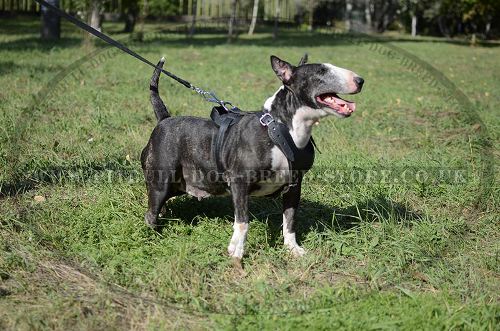 Dog Training Harness