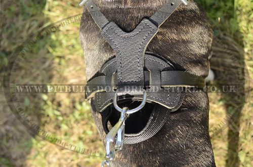Agitation Dog Harness