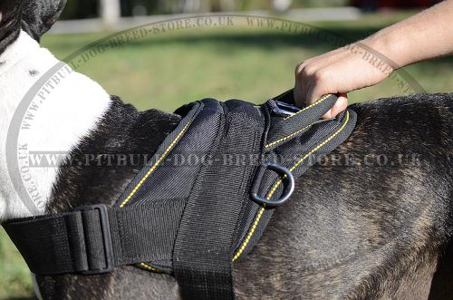 Bull Terrier Harness