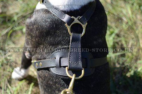 Best Dog Harness for Pitbull