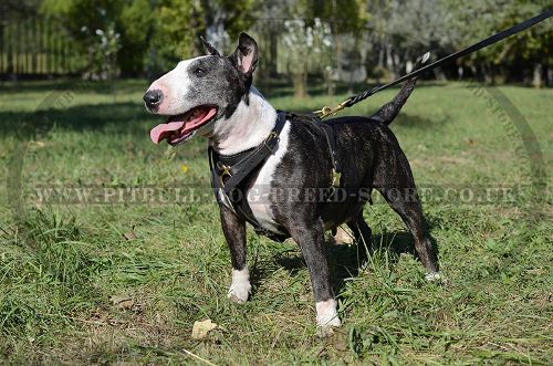 Dog Tracking Harness