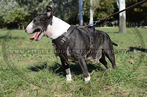 Dog Training Harness