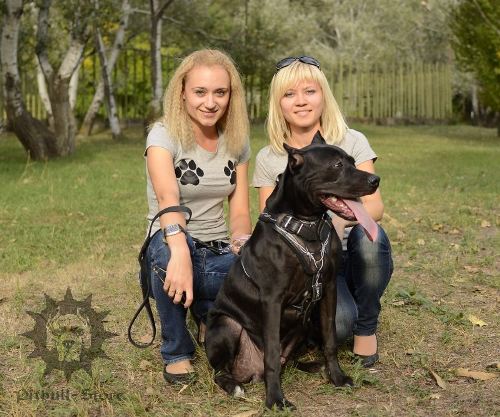 Harness for Pitbull