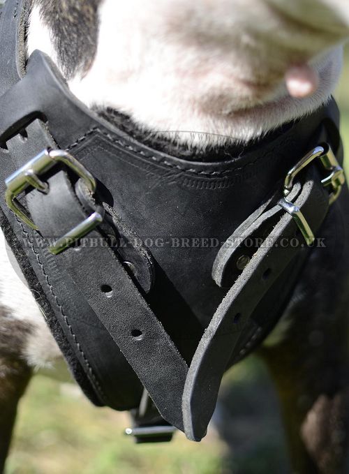 Padded Dog Harness