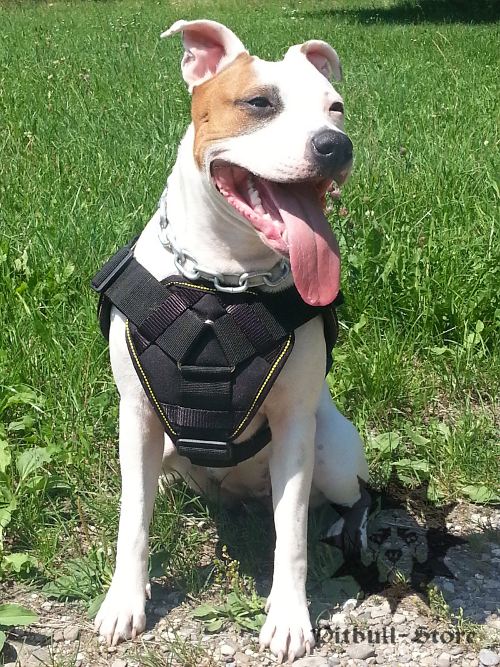 Staffy Chest Harness