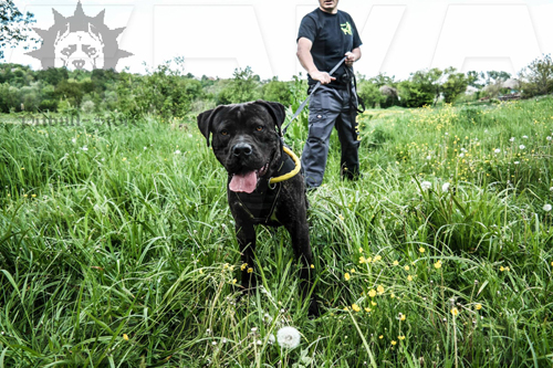 Protection Dog Harness