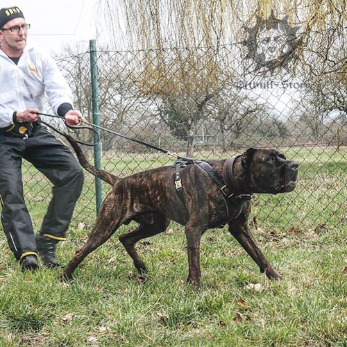 Dog Training Pouch
