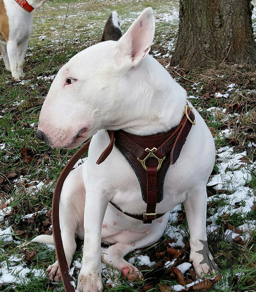 Dog Tracking Harness