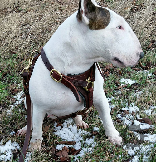 Dog Tracking Harness