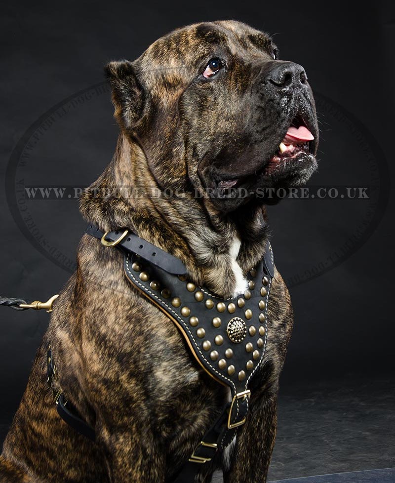 Cane Corso Leather Harness Of Luxury Design 145 00