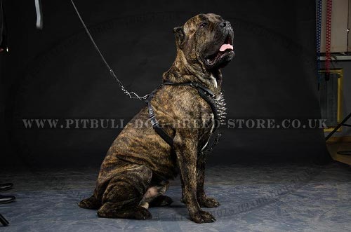 Cane Corso Leather Harness