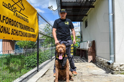 American Bandogge Mastiff