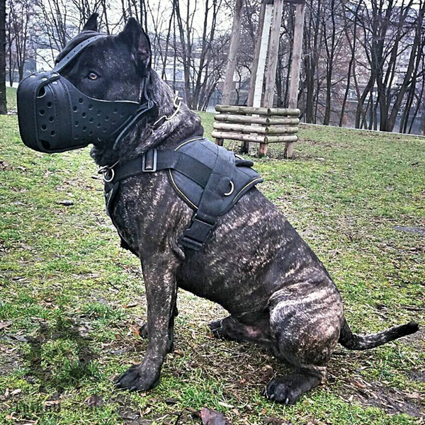 Presa Canario Dog Harness