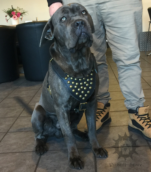 Cane Corso Dog Harness