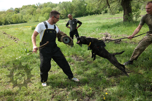 Protection Dog Harness