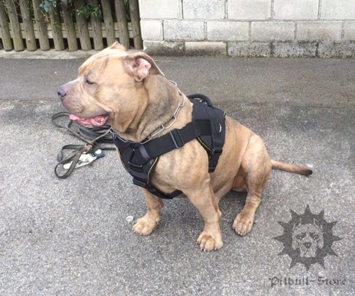 Dog Sport Harness