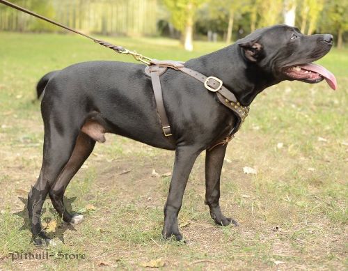 Pitbull Leather Harness