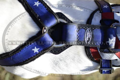 English Bull Terrier Harness UK