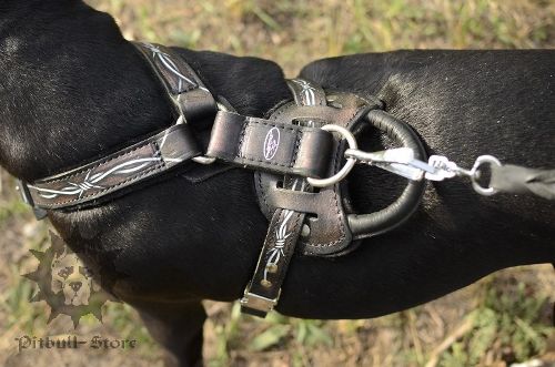 Pitbull Harness for Sale