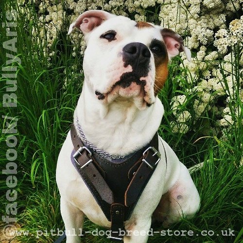 Leather Staffy Harness Sale