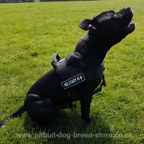 Dog Harness Velcro Patches