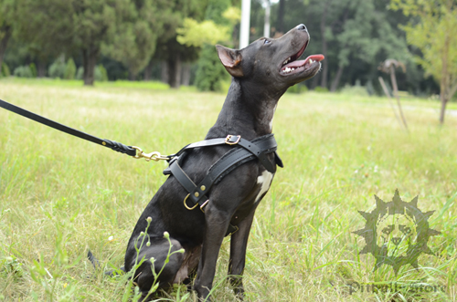 Leather Dog Harness UK
