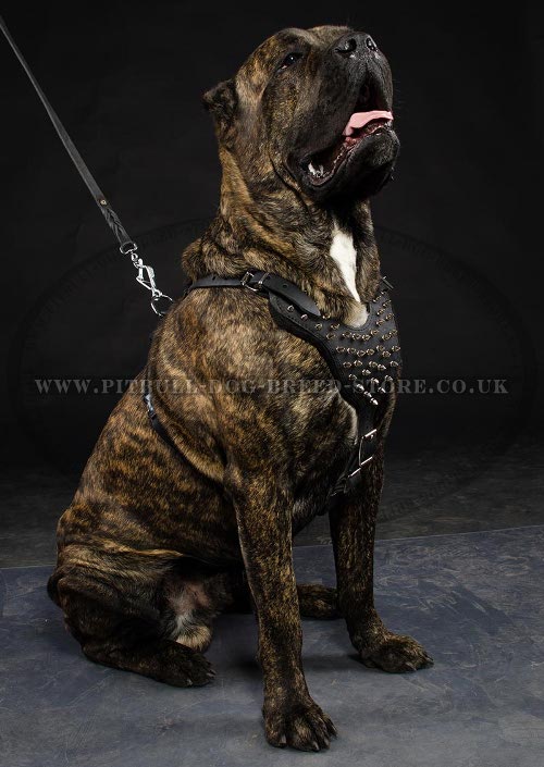 Leather Harness for Cane Corso