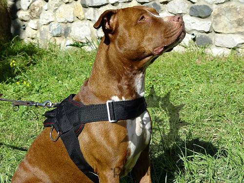 Nylon Dog Harness