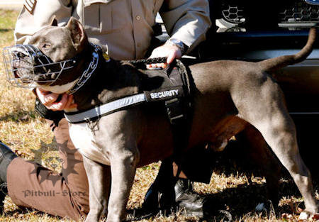 Pinch Collar for Pitbulls