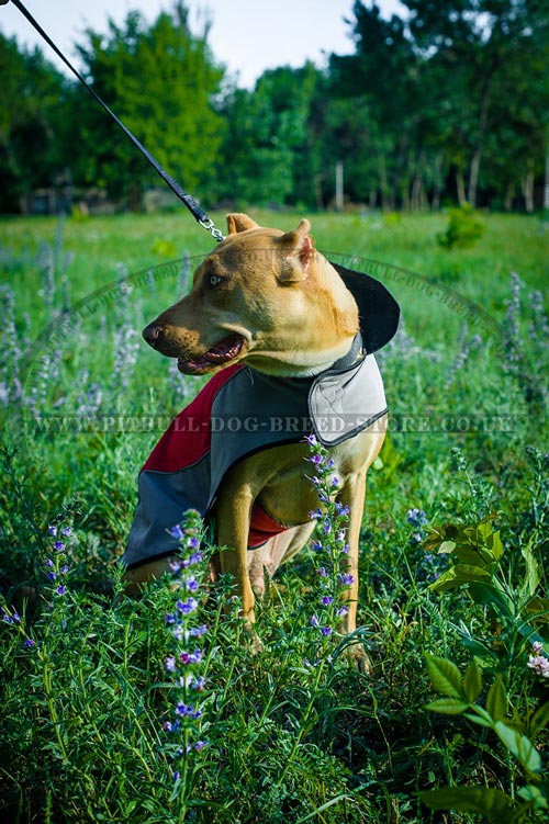 Pit Bull and Staffordshire Clothes