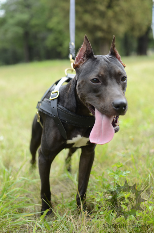 Tracking Dog Harness 