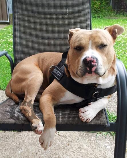 Pitbull Harness for Sale