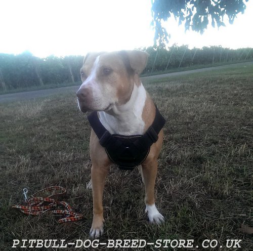 Pitbull Harness for Sale UK