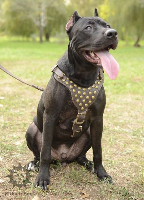 Pitbull Harness