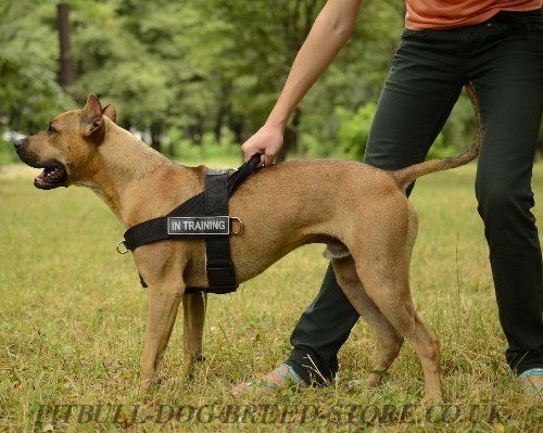 Pitbull Training Harness