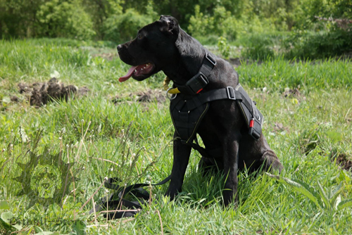 Dog Training Collar